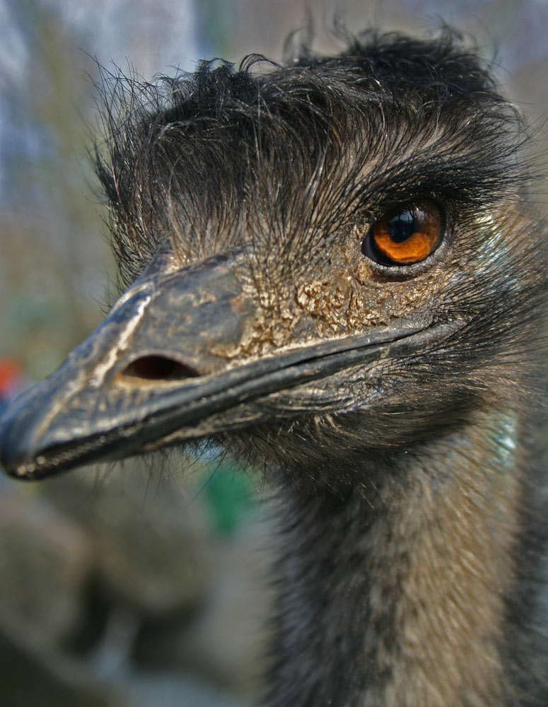 Emu