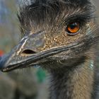 Emu