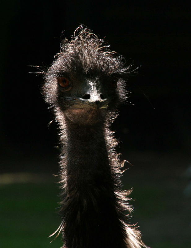 Emu