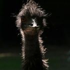 Emu