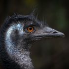 Emu