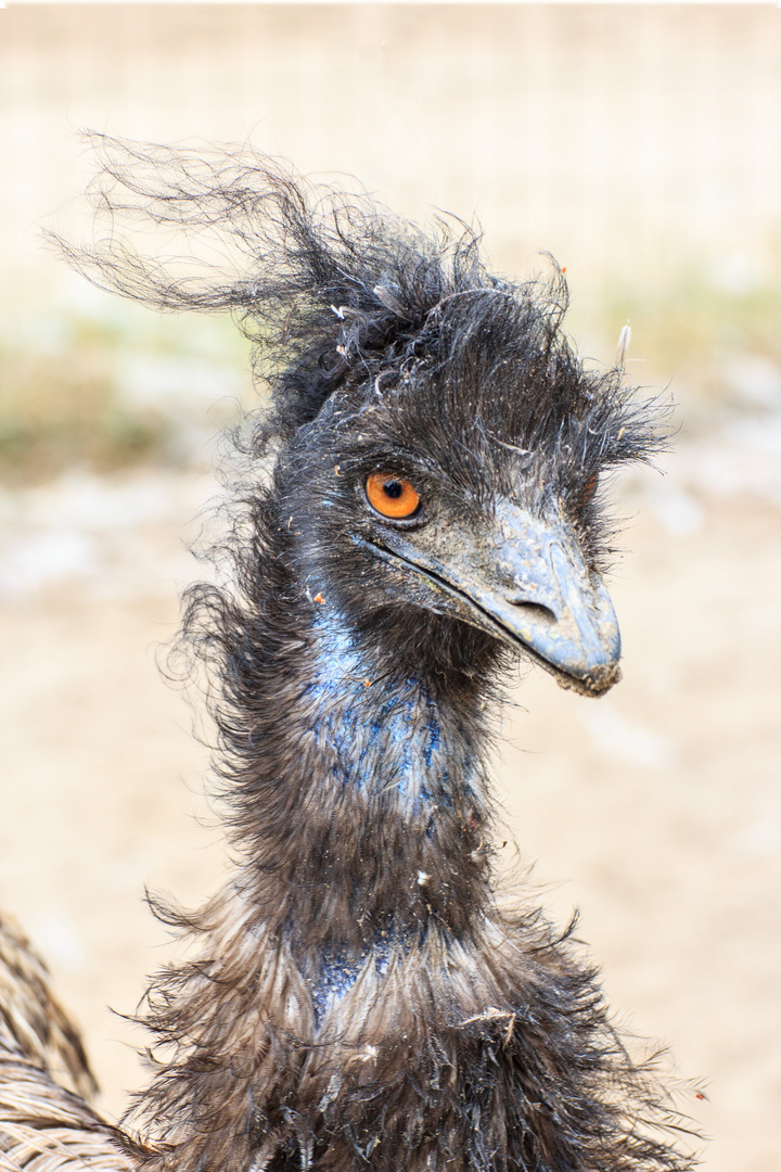 Emu