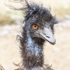 Emu