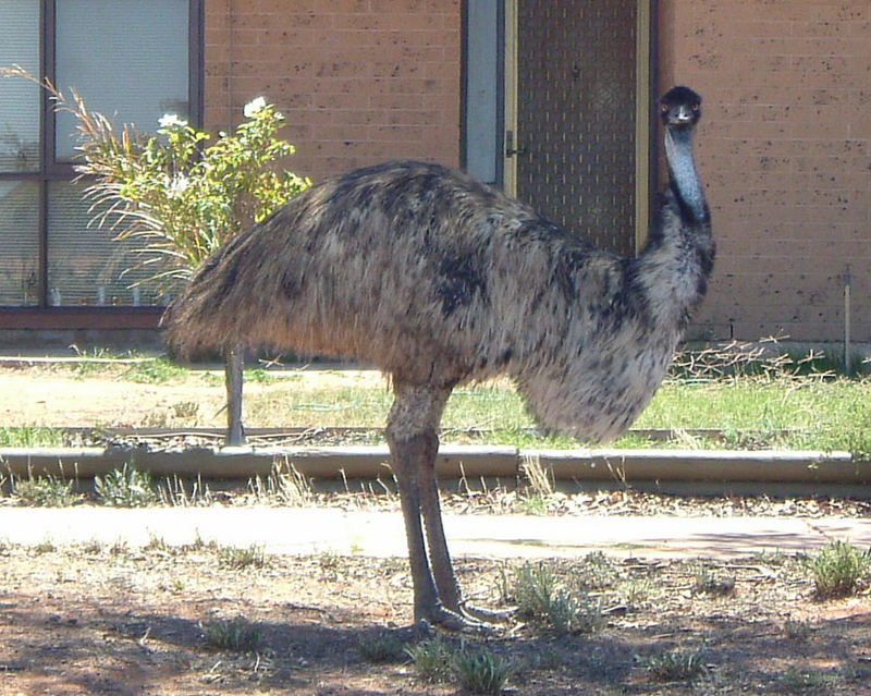 Emu auf der Morgenrunde