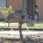 Emu auf der Morgenrunde