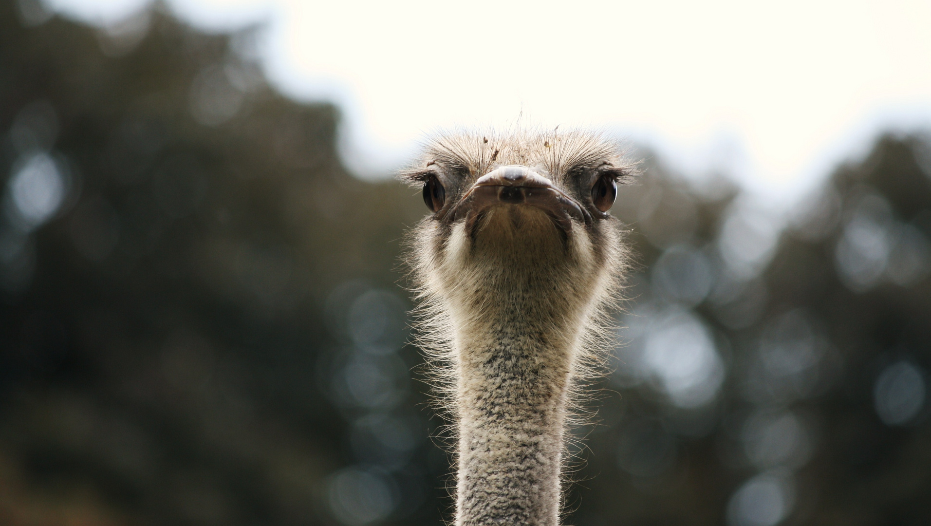 Emu-Augen