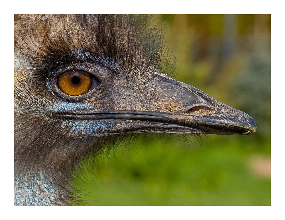 Emu aus der Nachbarschaft