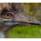 Emu aus der Nachbarschaft