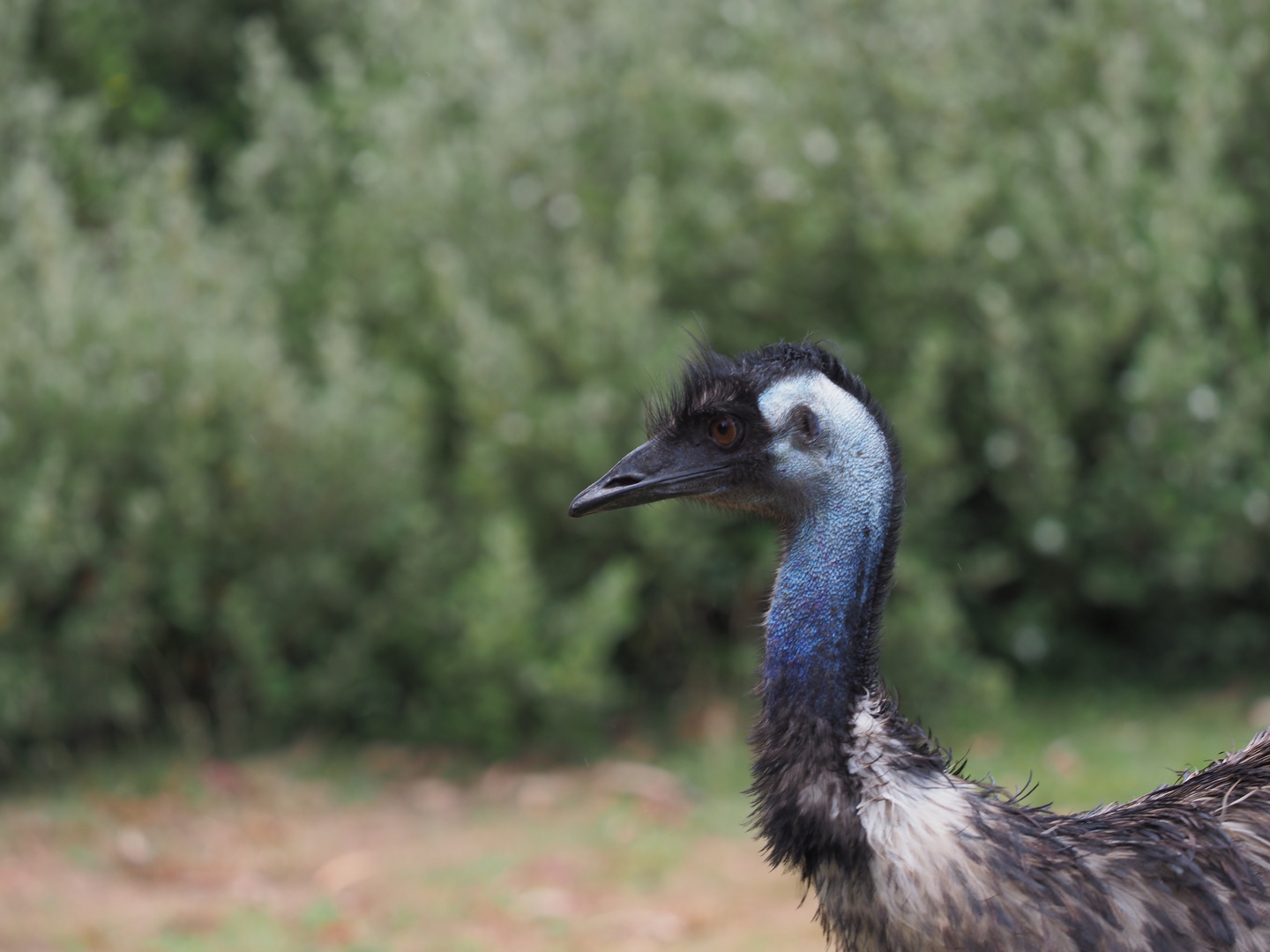 Emu Australien