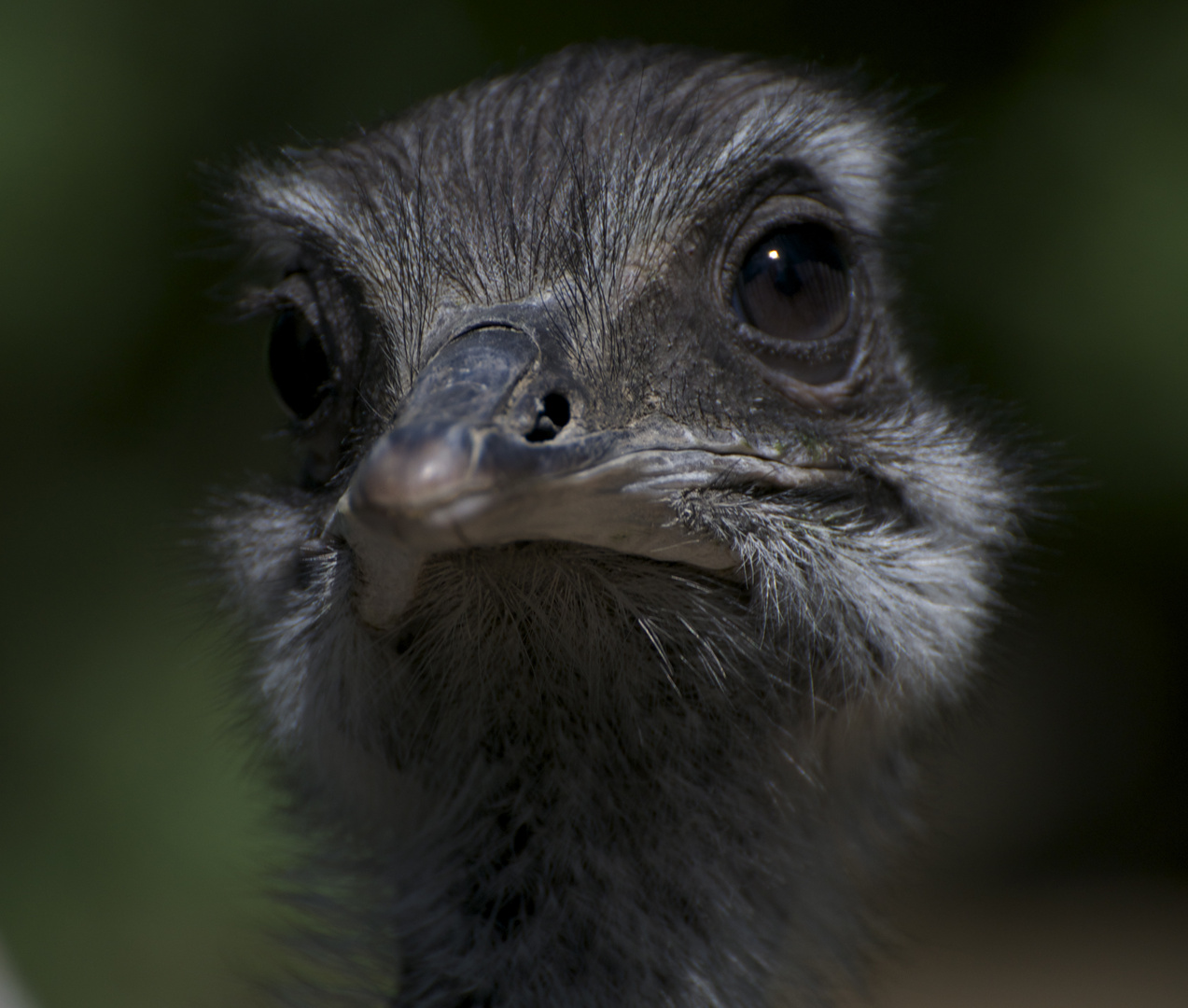 Emu