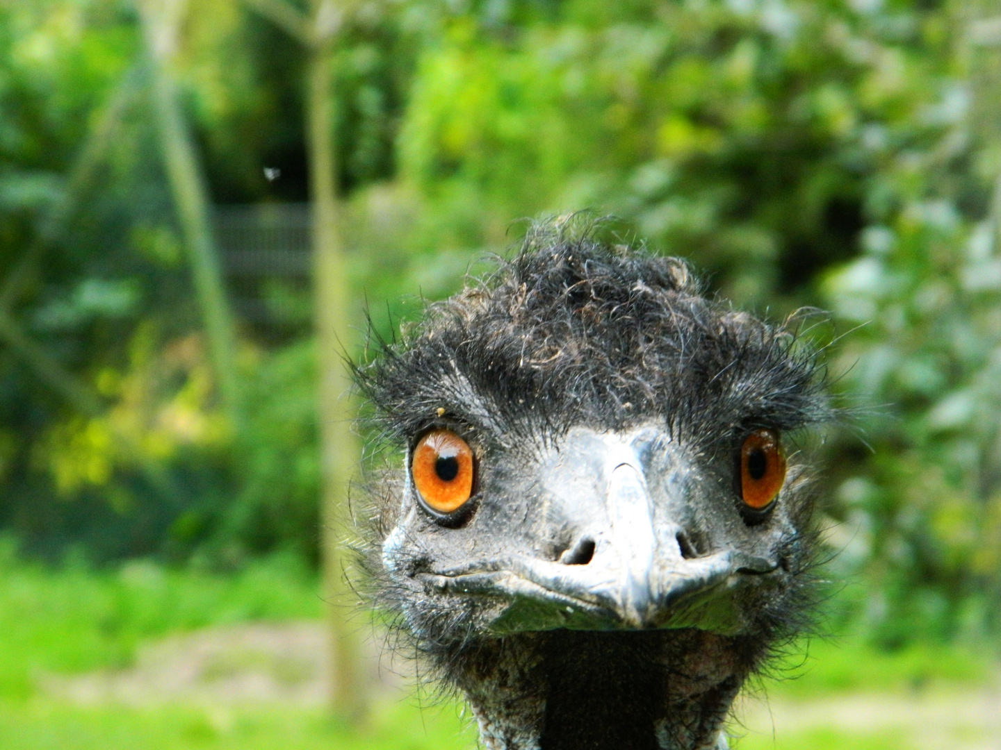 Emu