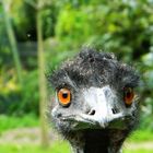 Emu