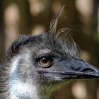 Emu