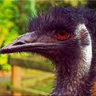 Emu