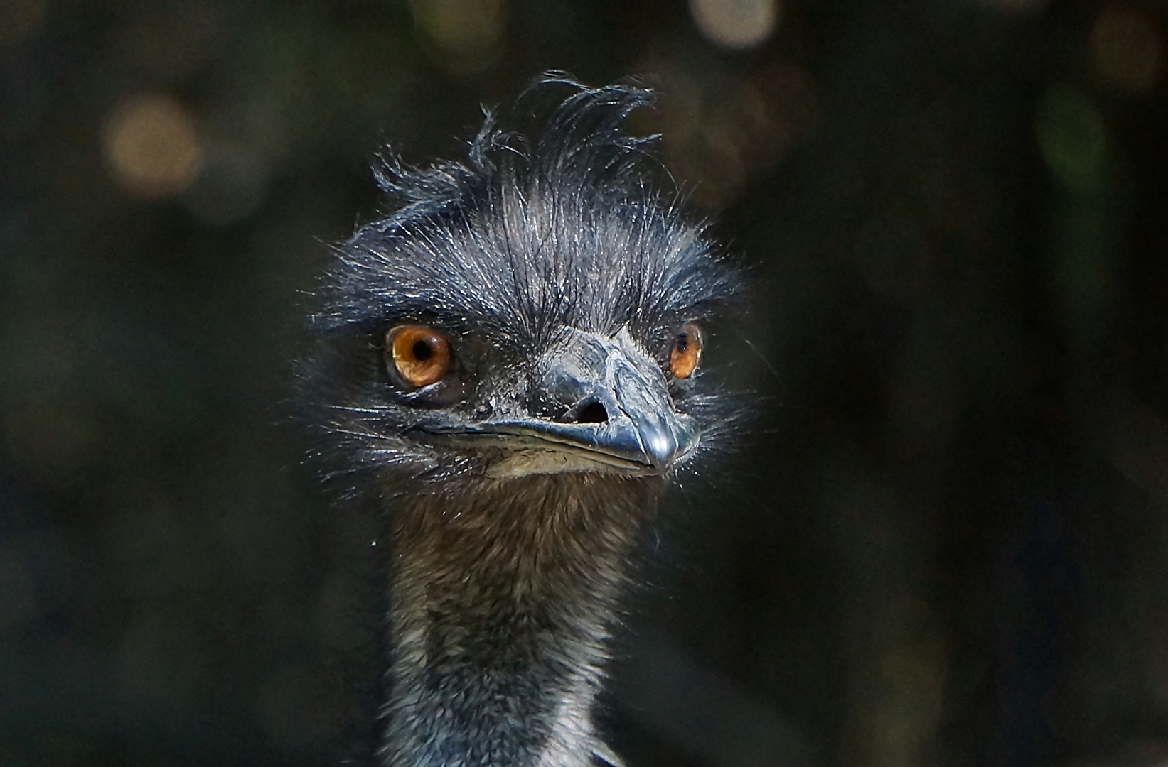  Emu