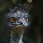  Emu