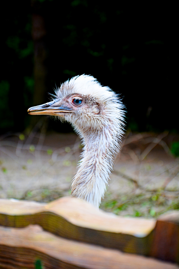 Emu-Baby