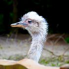 Emu-Baby