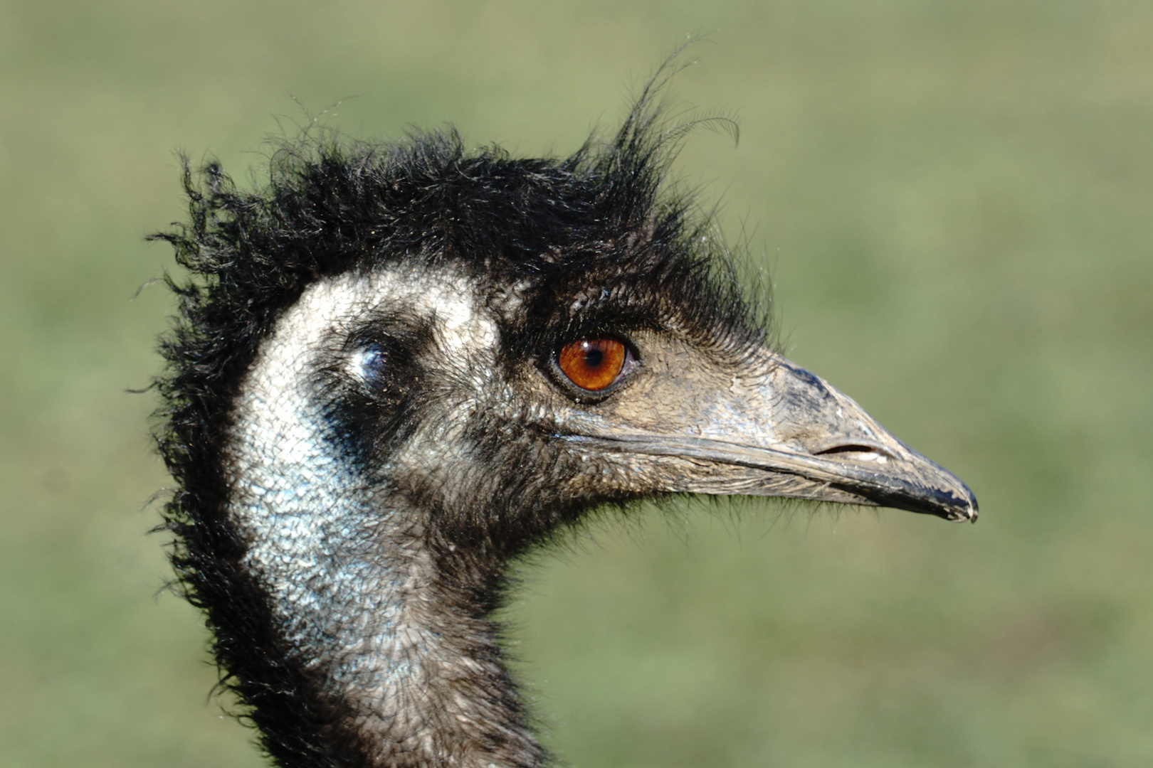 EMU