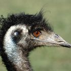 EMU