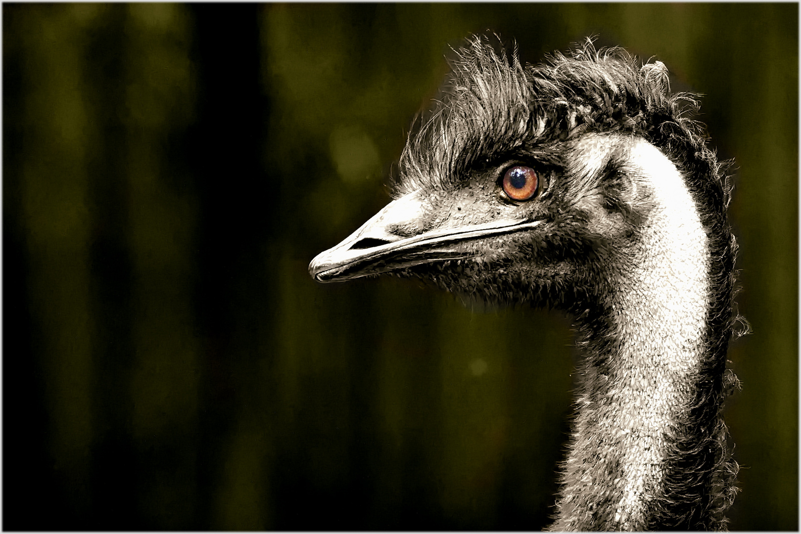 Emu Foto & Bild | tiere, zoo, wildpark & falknerei, vögel Bilder auf
