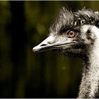 Emu