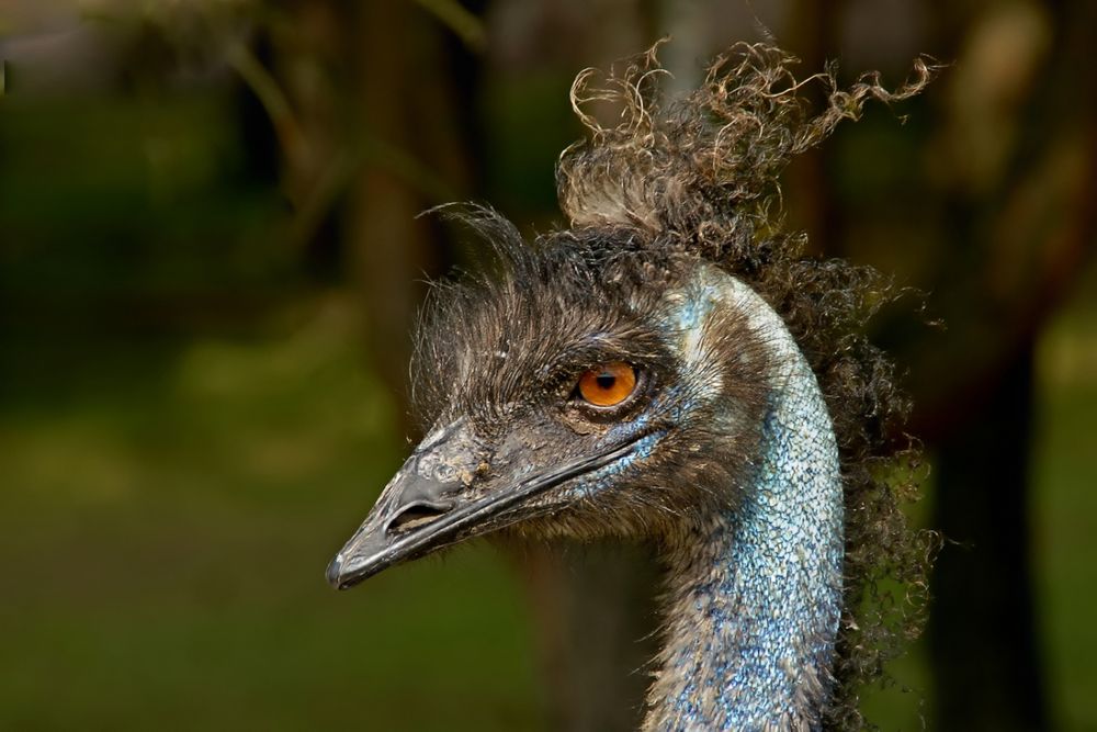 Emu