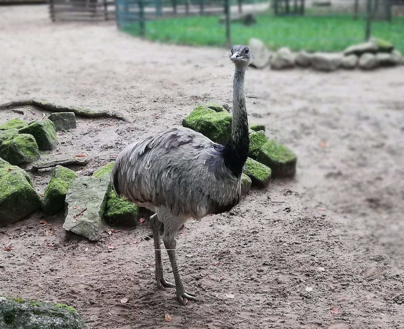 Emu