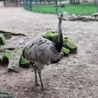 Emu