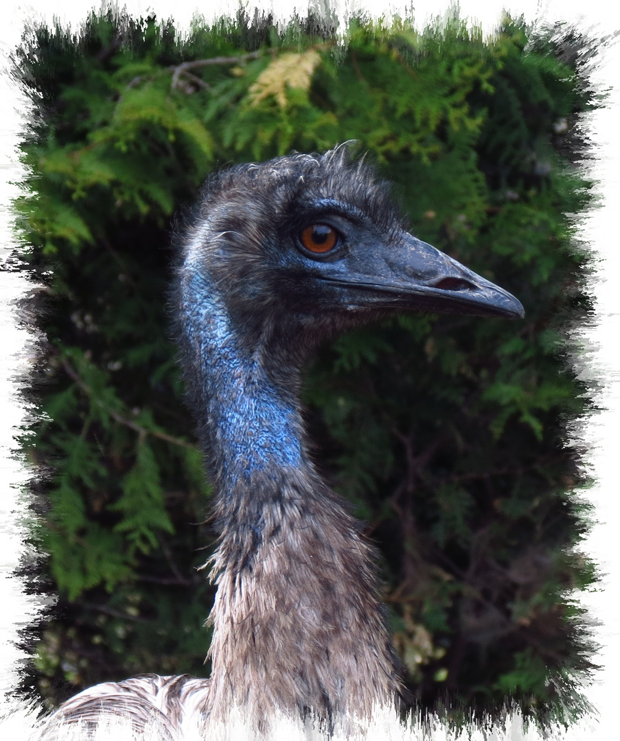 Emu Blauhals