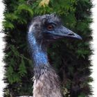 Emu Blauhals