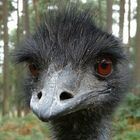 Emu - Blick 