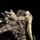 Emu