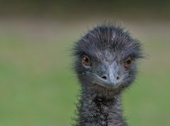 EMU