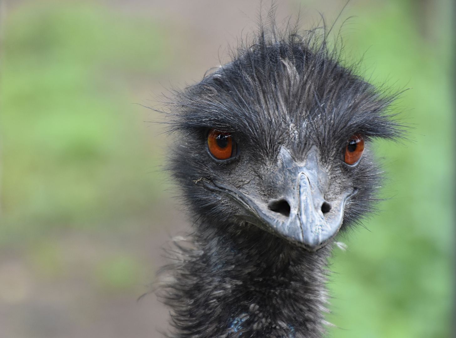 Emu