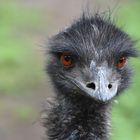 Emu