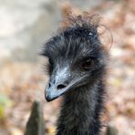 Emu