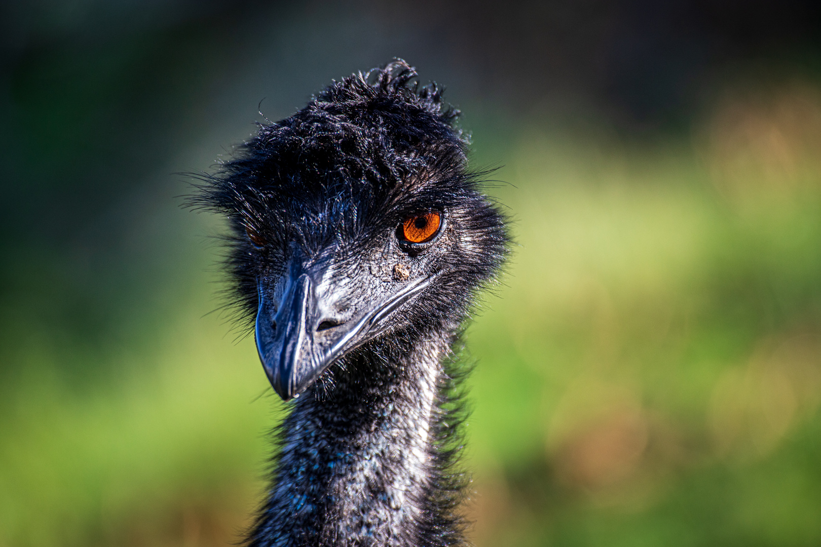 Emu