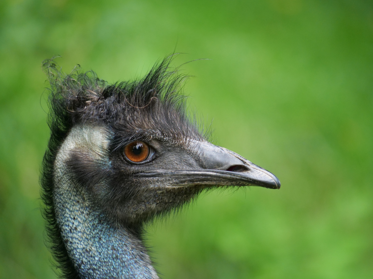 Emu