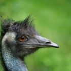 Emu