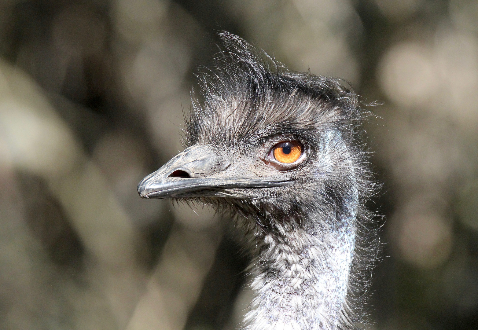 EMU