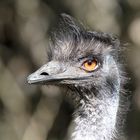 EMU