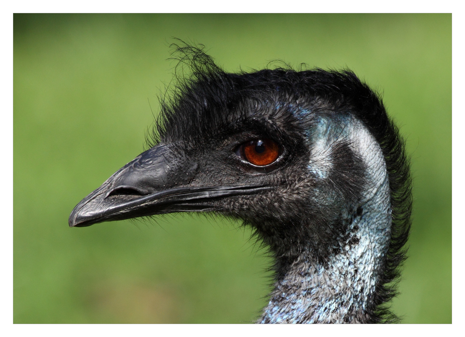 Emu