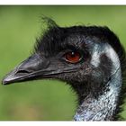 Emu