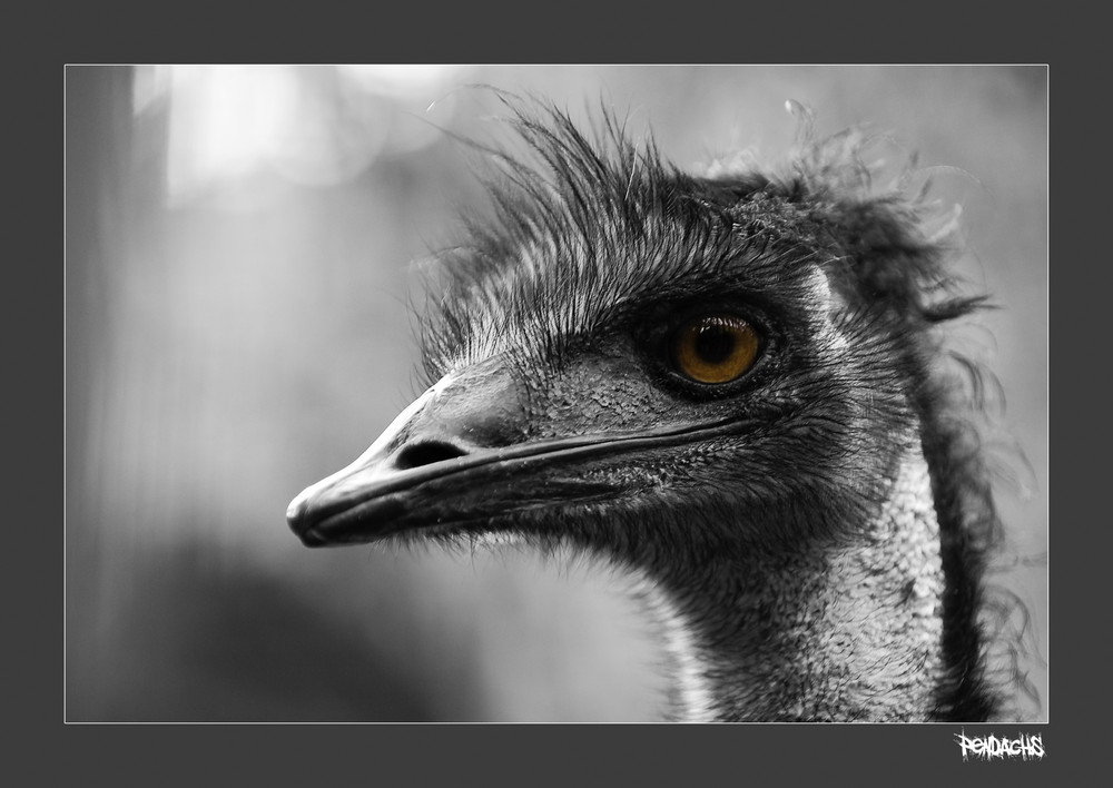 ~eMu~