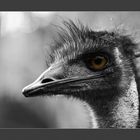 ~eMu~