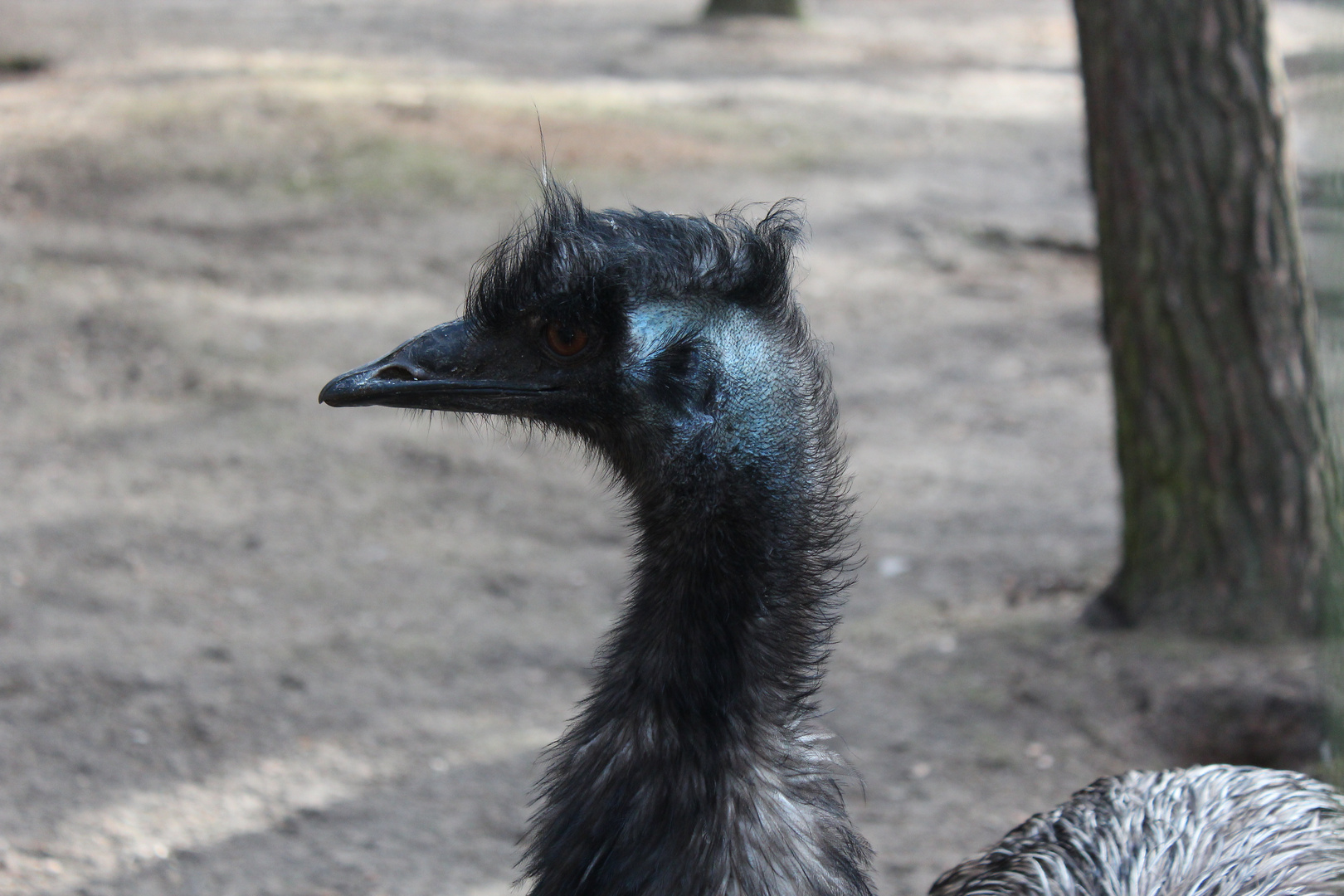 Emu