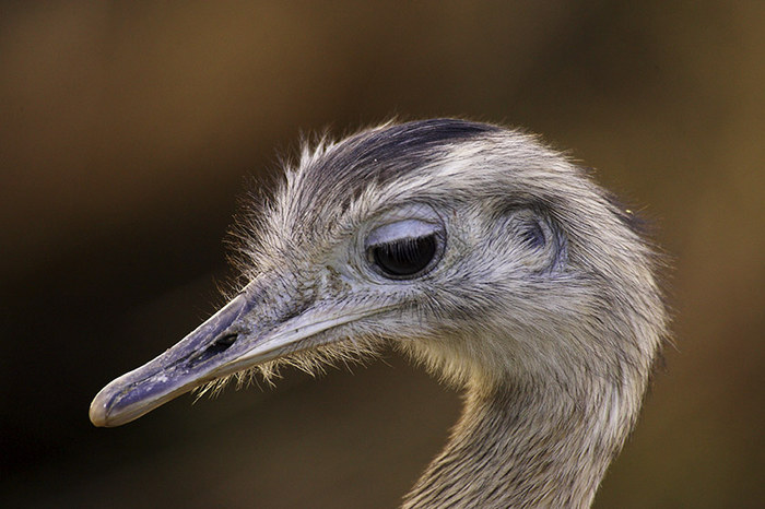 Emu (Captive)