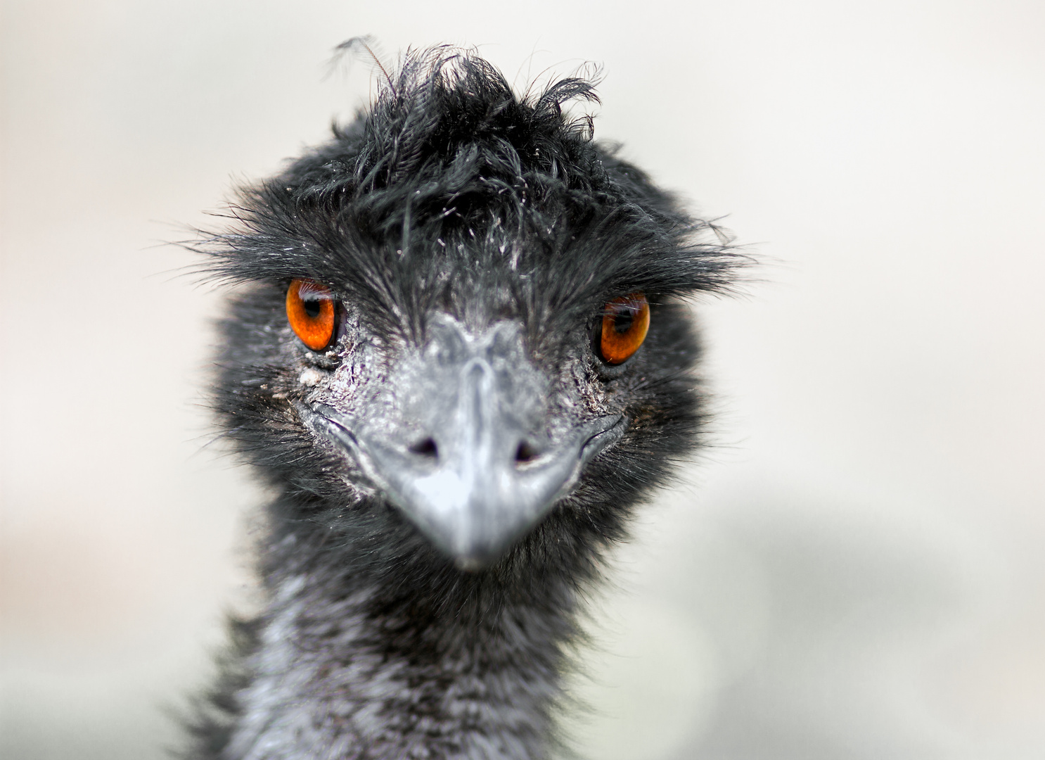 Emu