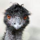 Emu